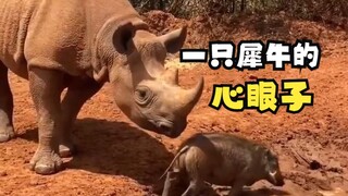 一只犀牛的心眼子