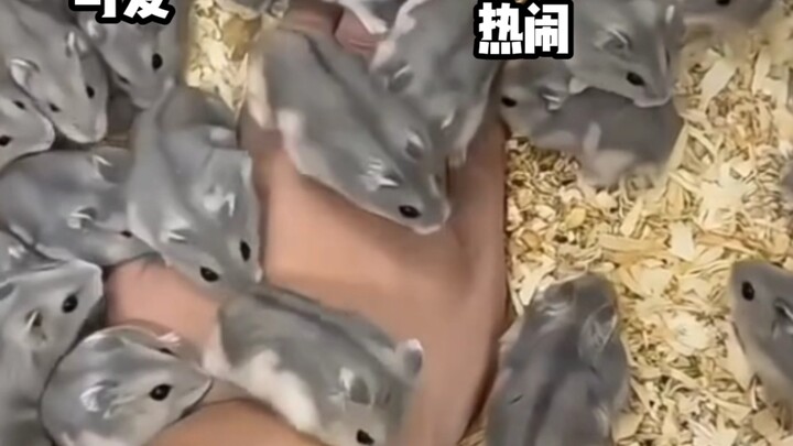 When Bro Puts Hamsters Together