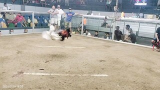 3x winer pangatlong laban nya sinibalang..
