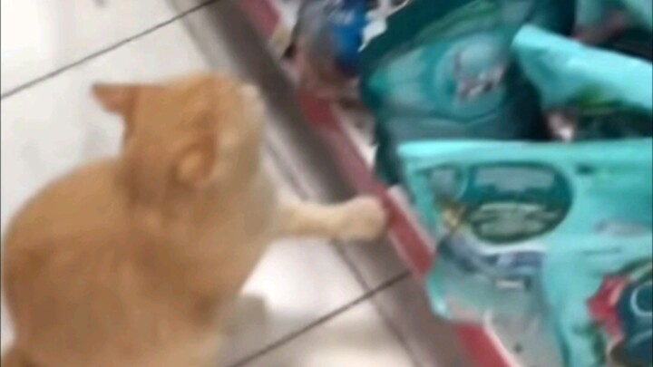 Giống hệt bạn ngày bé mỗi khi bước vào siêu thị: