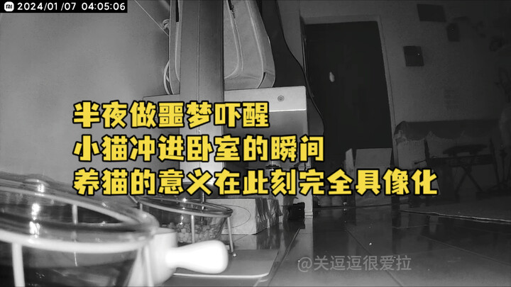 Woke up screaming from a nightmare in the middle of the night—then my kitten burst into the bedroom.