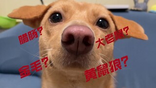 车座子狗品种大揭秘！竟然有藏獒的血统？【狗子基因检测】