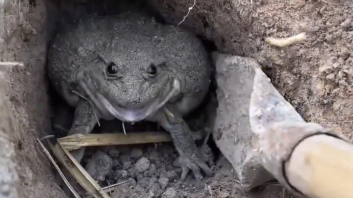 This thing bites people—my classmate was even bitten to death by it!