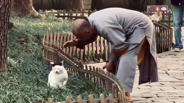 ลูกแมวในวัดทุกตัวช่างขี้อ้อนน่ารักเหลือเกิน