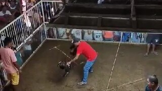 fight#2 DHL x  LDT Boston dark side 2yrs old