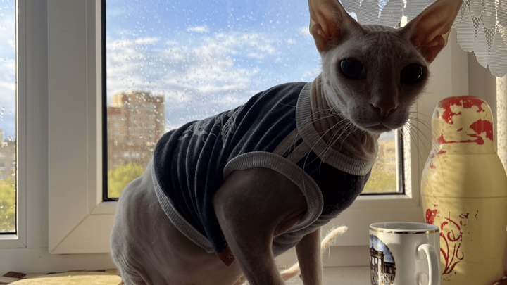 My cats like fightings