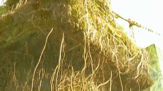 Is the zombie baby actually humanity's hope? The shocking truth behind "The Gifted Daughter"