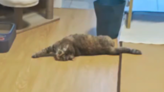 回家看到猫猫饿晕在地上怎么办