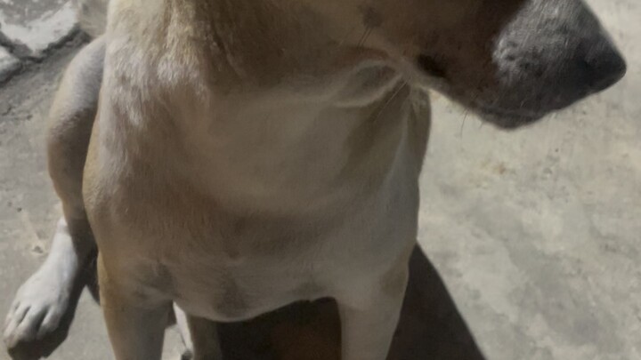 หมาหล่อ