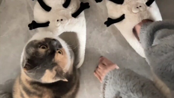 Siapa yang mengerti? Kucing kecil pun juga mau pakai sandal!