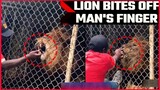 Lion Bites Man Finger After He Stick His Hand Into Cage.