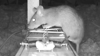 🤣Wait For It.......Caught On Camera, Rat Nearly Gets Killed🤣