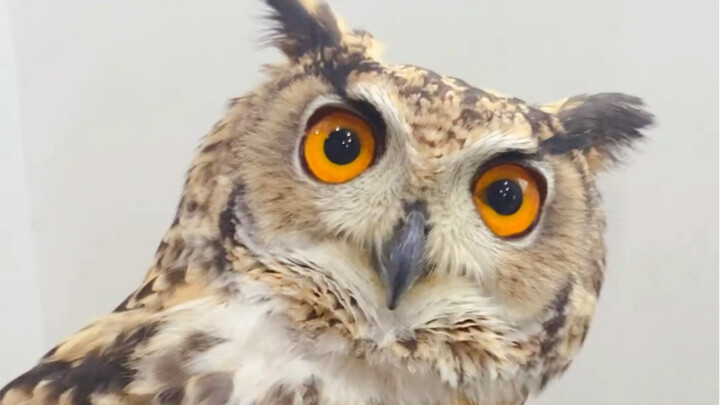 What happens when you block an owl’s line of sight?