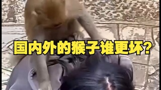中国的猴子和国外的猴子，到底谁更嚣张？