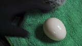 [Dekompresi] Giling telur hingga 80.000 mesh, pengalaman seperti apa itu?