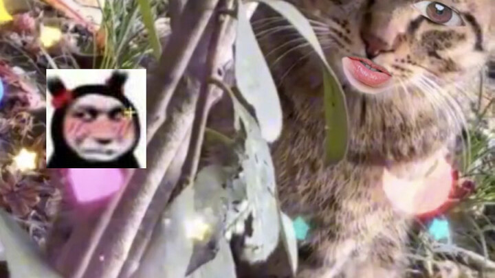 Kucing: Ternyata tikus pengemis juga #DubbingLucu #Kucing #HewanImut