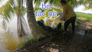 Một Ngày Của Vợ Chồng Tư Ra Đồng Kiếm Ăn Và Cái Kết Cho Tư Bỏ Vợ Một Mình