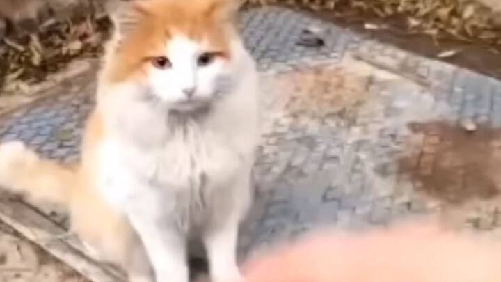 Jealousy makes the cat unrecognizable.