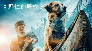 这条狗狗不一般，历经一番磨难，结果成为了狼王！《野性的呼唤》