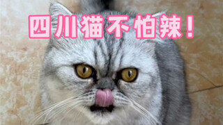 เมื่อฉันเล่นซ่อนหาเล่นกับเจ้าแมวน้อย