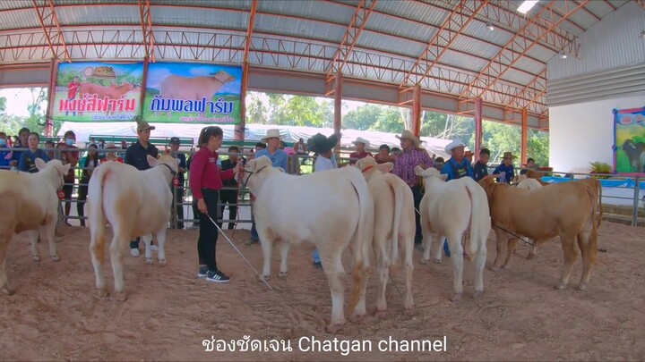 วัวประกวดเพศเมียแกรนด์แชมป์ I อบต.ท่าสว่าง อ.เมือง จ.สุรินทร์