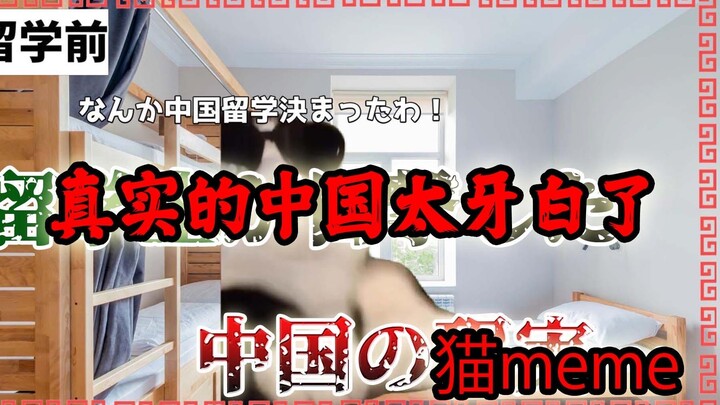 China’s Real Beauty Is Off the Charts | Cat Meme