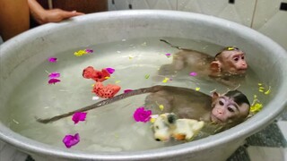 Routine Bathing!! Happy girls Toto and Yaya are so joyful diving & swimming together