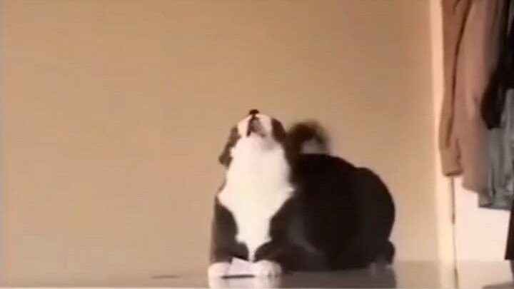 Nếu là mèo bò sữa thì cũng chẳng có gì lạ cả.