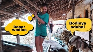 KEPONAKAN BARU YG TAK DI SANGKA ADALAH ..???