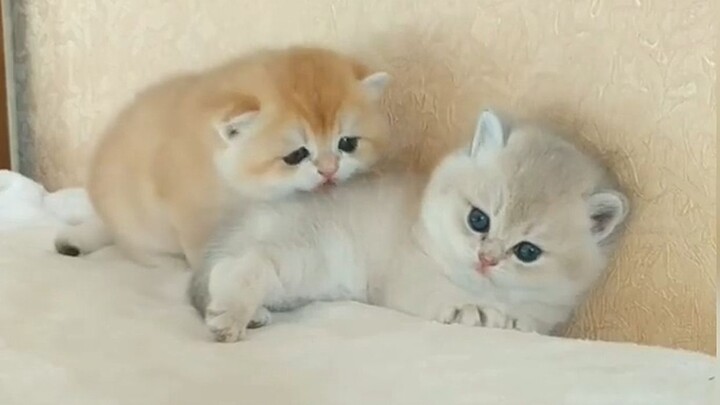 Chú mèo biết đi! Mèo con sữa tội nghiệp bị “mèo thây ma nhí” cắn xé!