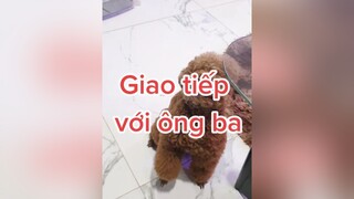 Cách con giao tiếp với ông ba 🥰 HatDe TeamHatDe Mas 멍멍이 강아지 dogtraining dogsoftiktok doglover ThuCung