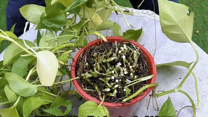 Pothos Pruning and Propagation by Cuttings