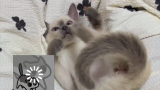 Kucing: "Ada yang terus mencubitku, untung saja ibuku bersamaku~"