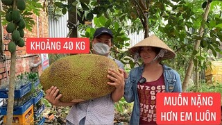 Vườn nhà lần đầu có trái mít vác không nổi phải nhờ bà xã ra đỡ phụ.