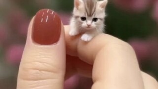 Will the whole world like cute little kittens?