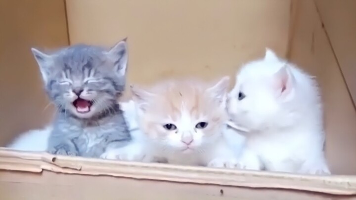 It's TIME for SUPER LAUGH!🐱- Best FUNNY CAT Videos of Week