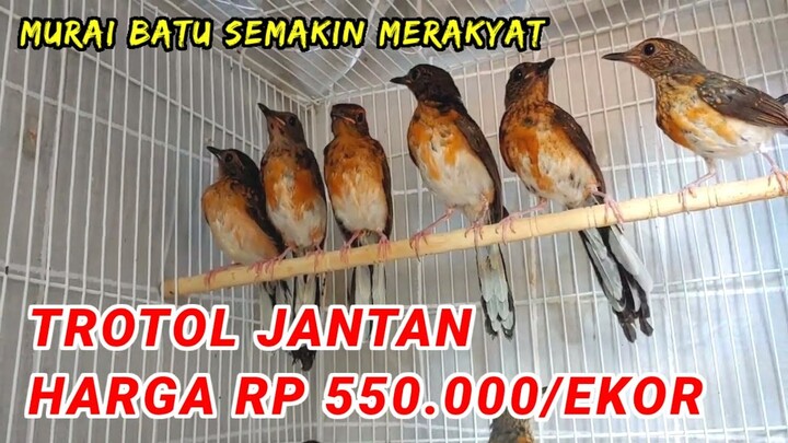 Primadona. Trotol Jantan 550 Ribu. Update harga & stock terbaru kios markas murai sersan