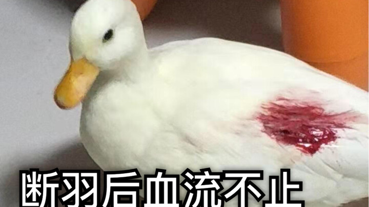 【call duck 柯尔鸭】香菜的大危机！铁憨憨把自己咬到血流不止！历时一星期终于恢复健康！