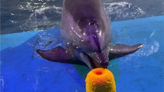 海豚与驯养师的日常生活