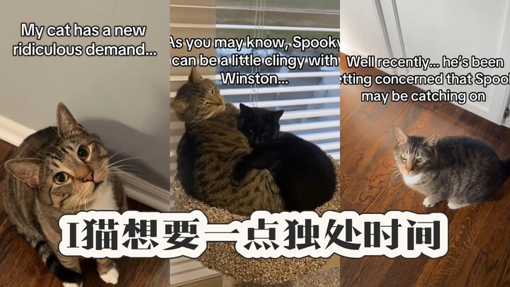 Apa yang harus dilakukan jika saudari kucing E saya terlalu manja?