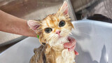 Bathe a noble cat with brightly golden fur