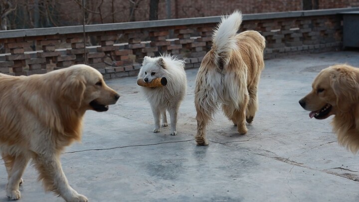 Liangpi: As long as I stand tall, you can’t snatch it away from me.