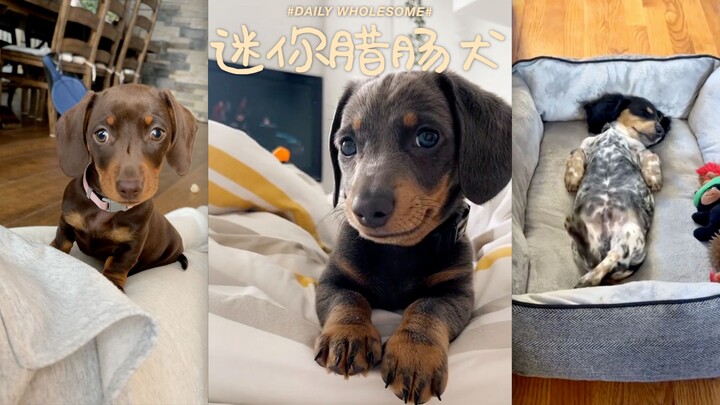 Everything You Need to Know About Miniature Dachshunds...