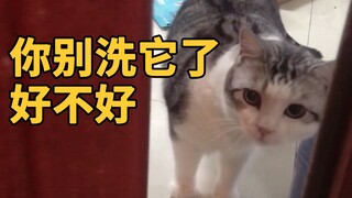 担心猫弟弟洗澡安全，猫咪三番五次劝主人别洗了