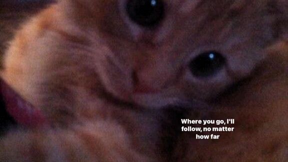 cattt