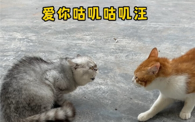 أحبك غو جي غو جي وانغ