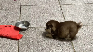 Hahaha, dia benar-benar terlalu bodoh ya, sudah selesai makan masih ingin makan lagi, malah memanggi