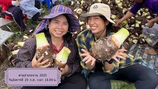 ตามอำเภอจาน  พาไปลงมือขุดเผือกหอม อ.ด่านช้าง จ.สุพรรณบุรี วันอังคารที่ 29 ก.ค. เวลา 18.00 น.