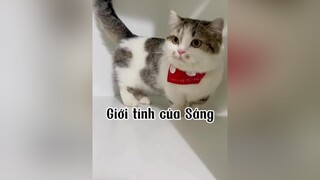 Hazzz Tự nhiên trà sữa tới. Bùn cat mèo tranvansang