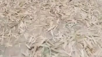 🎬ฉู่ชิงหวง องค์หญิงจอมโหด 🗣พากย์ไทย(เต็มเรื่อง)